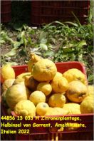 44856 13 033 H Zitronenplantage, Halbinsel von Sorrent, Amalfikueste, Italien 2022.jpg